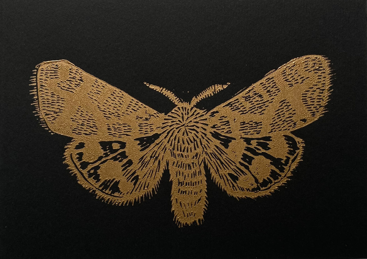 Mariposa Nocturna XS