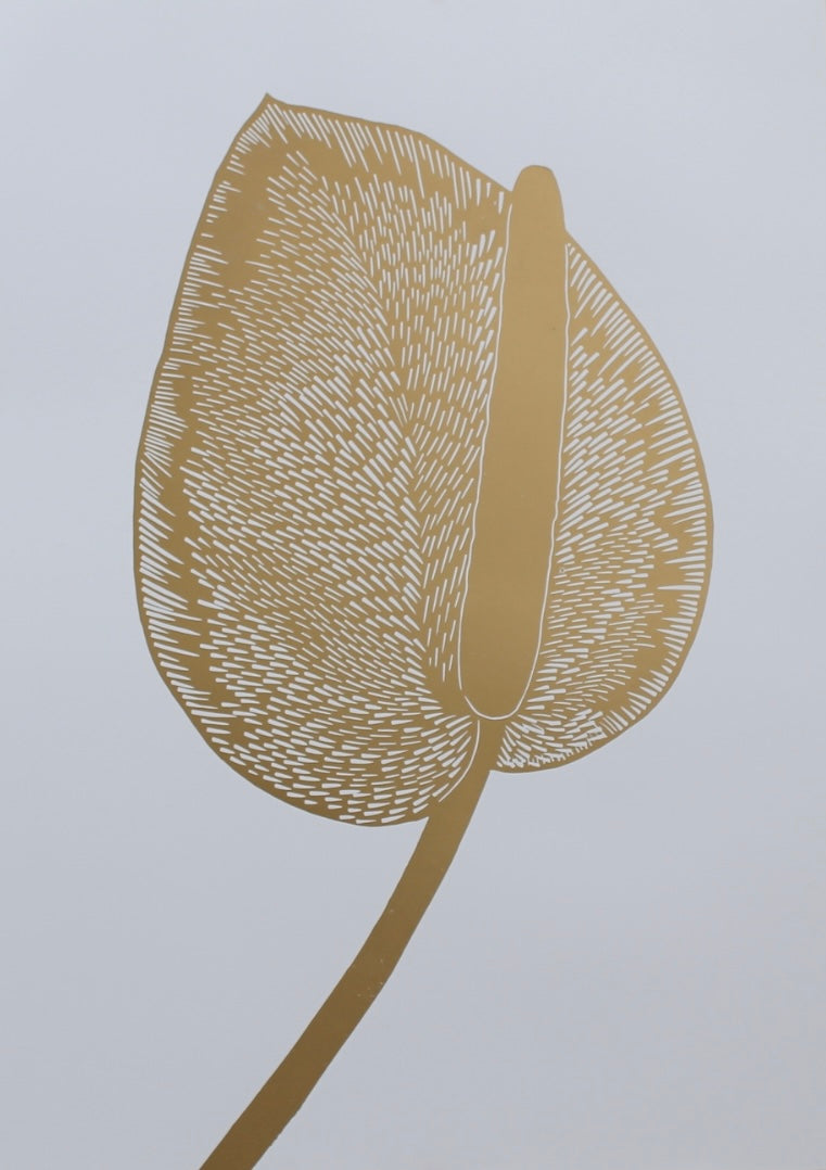 Anthurium L