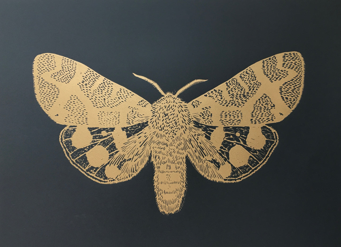 Mariposa Nocturna L