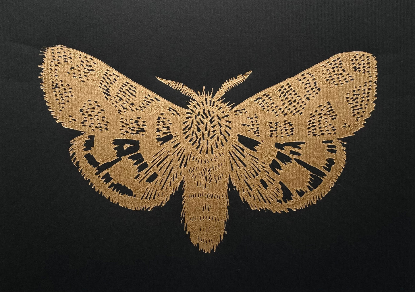 Mariposa Nocturna S