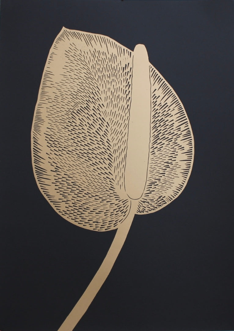 Anthurium L