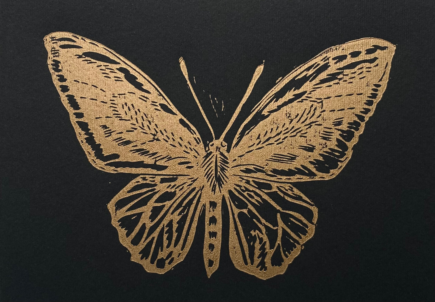 Mariposa alas de Pájaro XS
