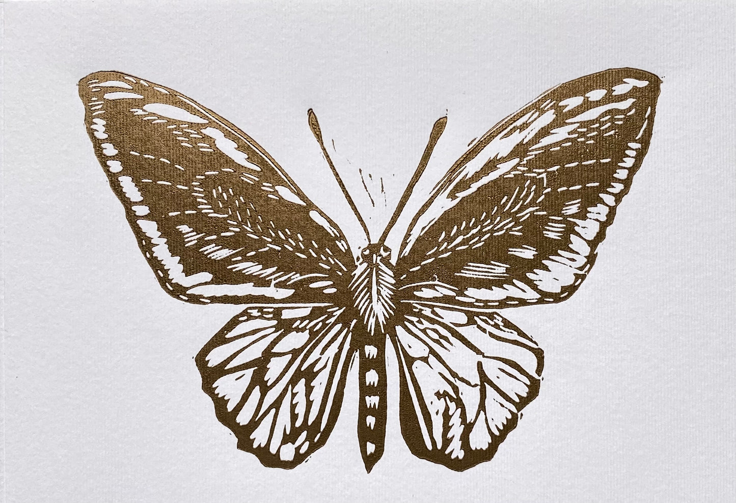 Mariposa alas de Pájaro XS