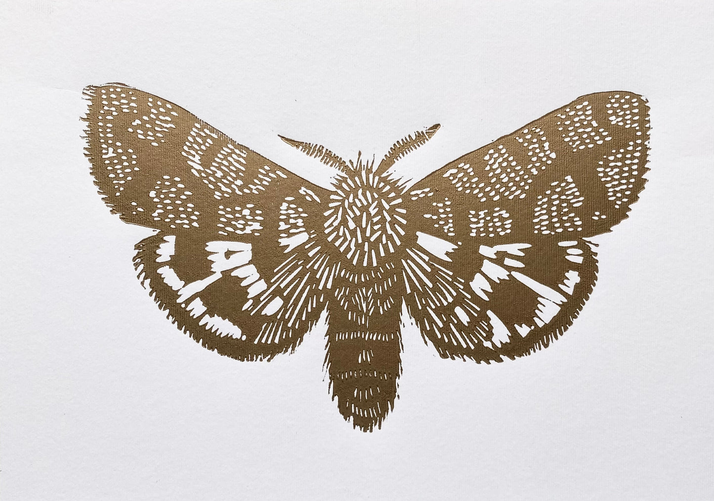 Mariposa Nocturna S