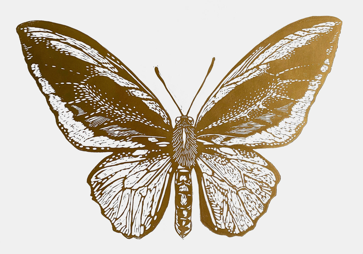 Mariposa Pájaro L