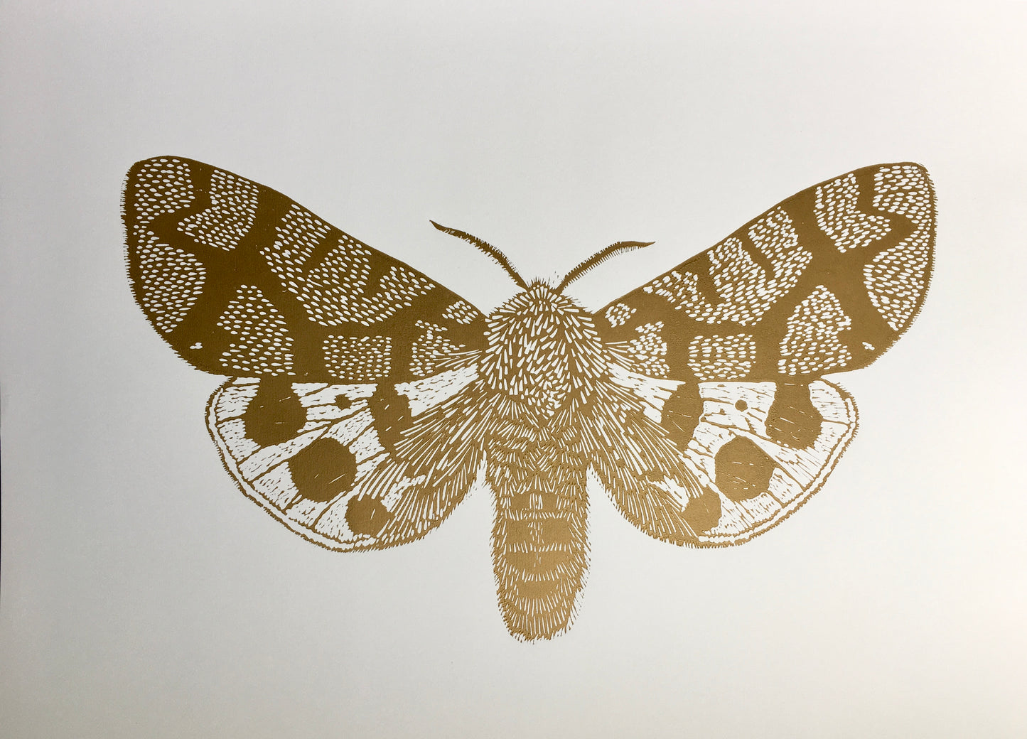 Mariposa Nocturna L