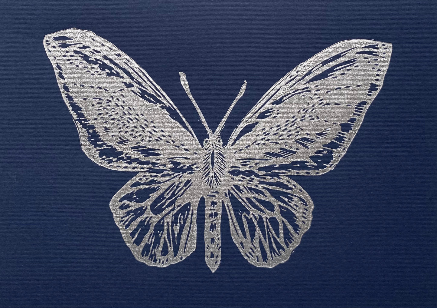 Mariposa alas de Pájaro S